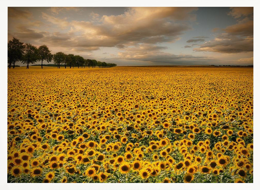 Sunflowers Poster