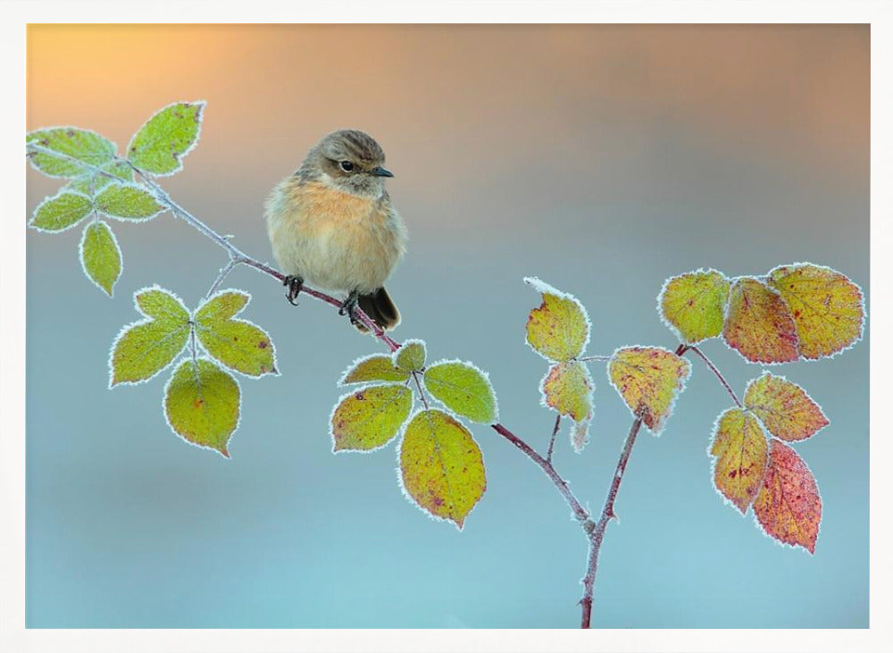 Winter colors Poster