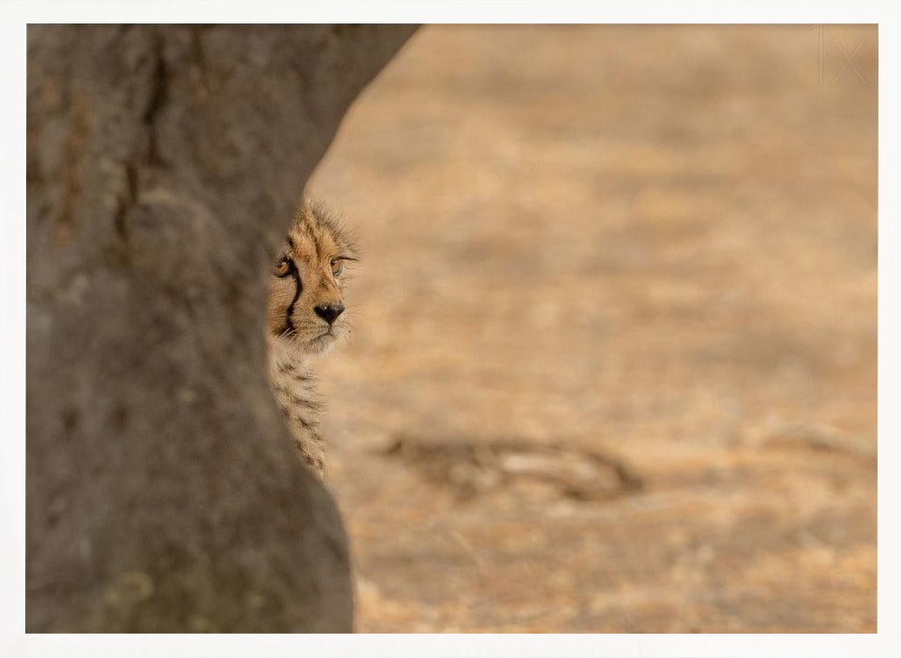 Cheetah hiding Poster