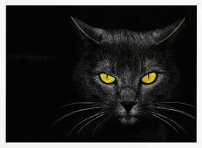 Black Cat Poster