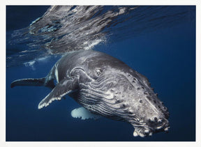 Humpback Whale Poster