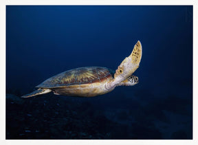 Green Turtle Poster