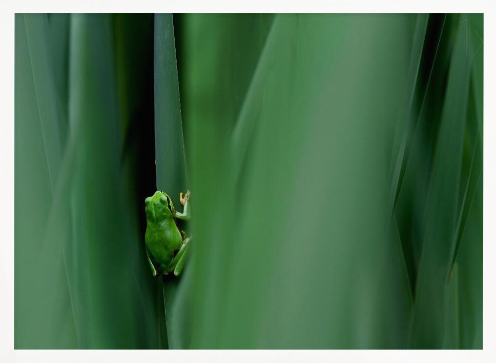 Stage curtain Poster