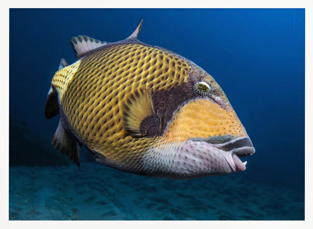 Triggerfish Poster