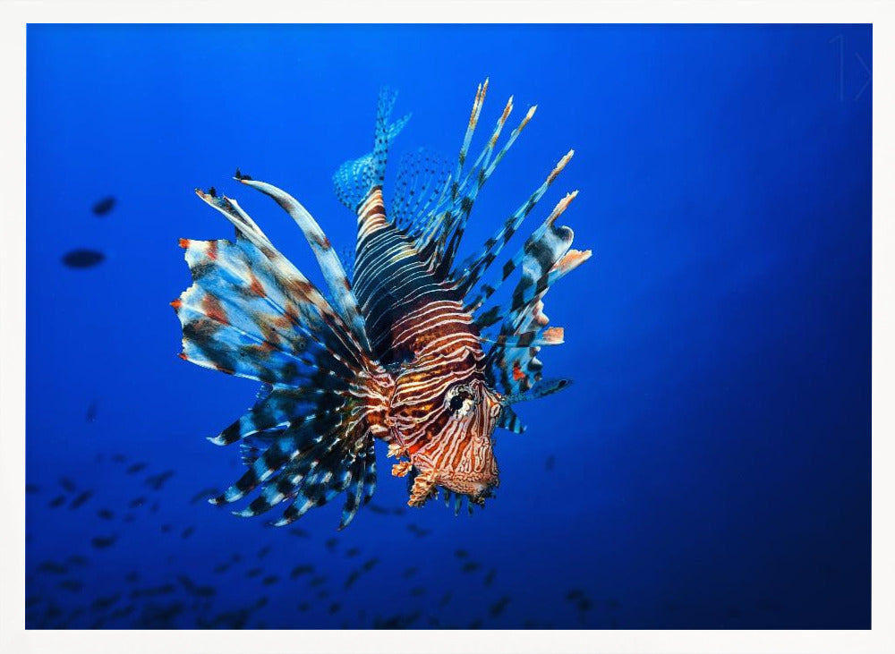 Lionfish Poster