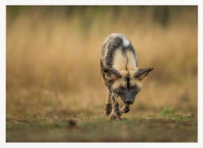 Painted Dog Stalk Poster