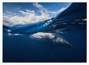 Humpback whale and the sky Poster