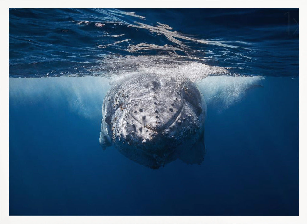 Face to face with Humpback whale Poster