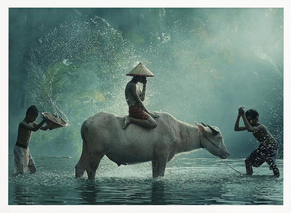 Water Buffalo Poster