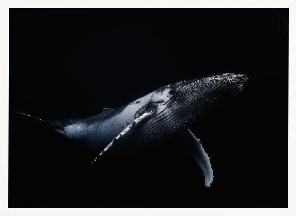 Black &amp; Whale Poster