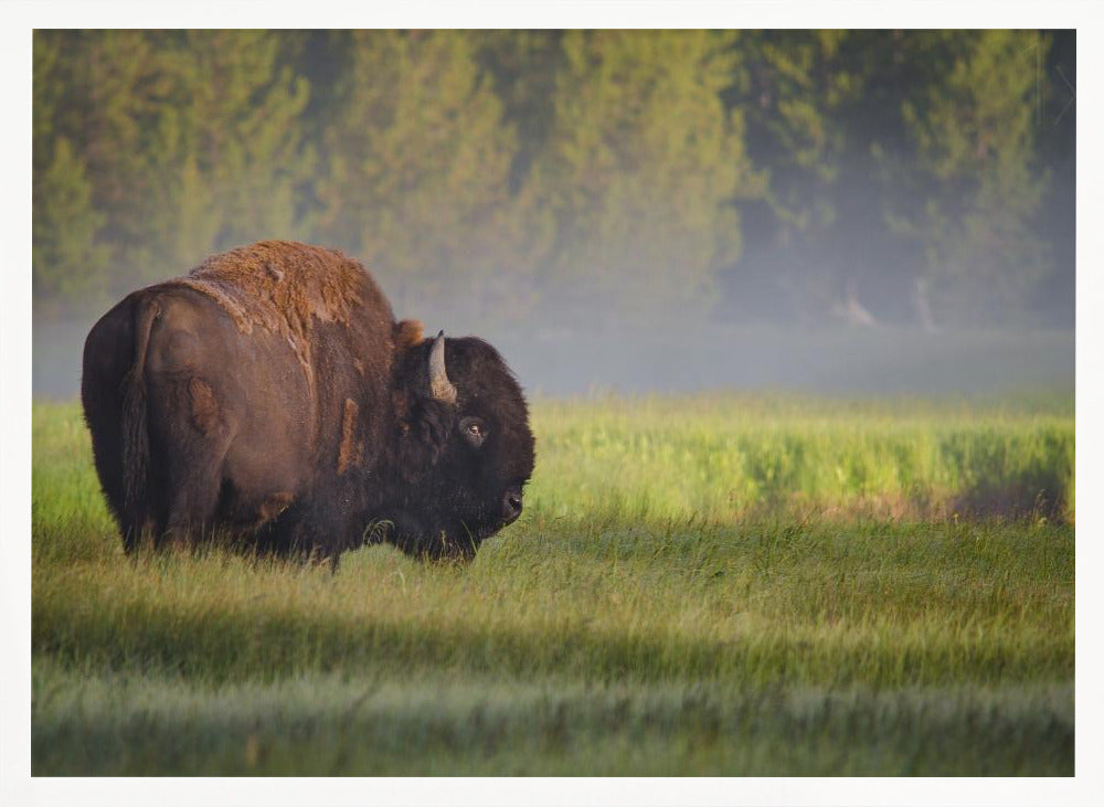 Bison in Morning Light Poster