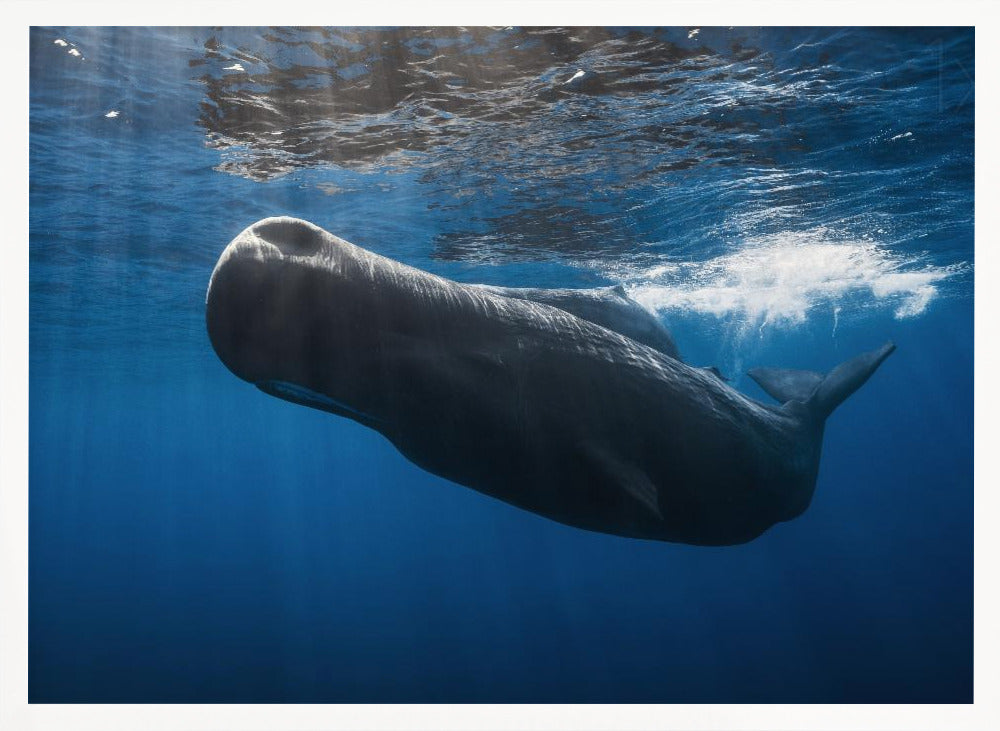 Sperm whale Poster