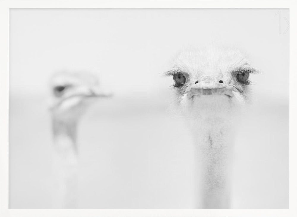 Funny ostrich Poster