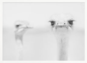 Funny ostrich Poster