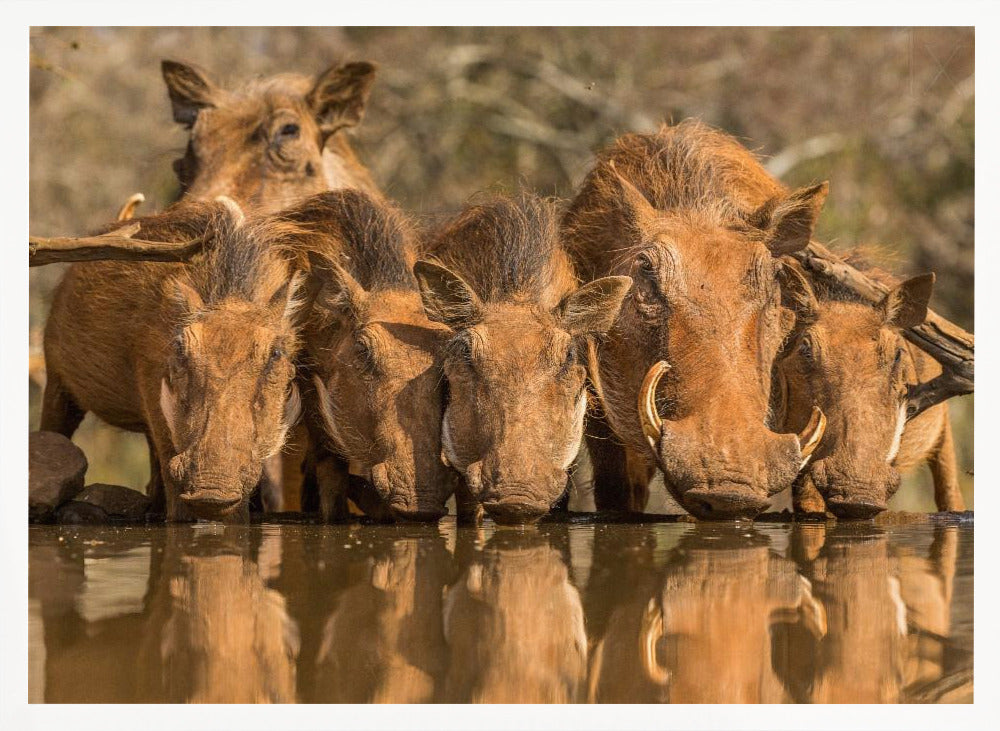 Warthog Family Reunion Poster