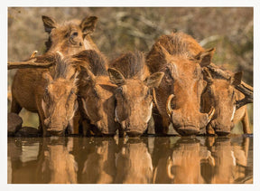 Warthog Family Reunion Poster