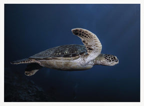 Marine life: Green Turtle Poster