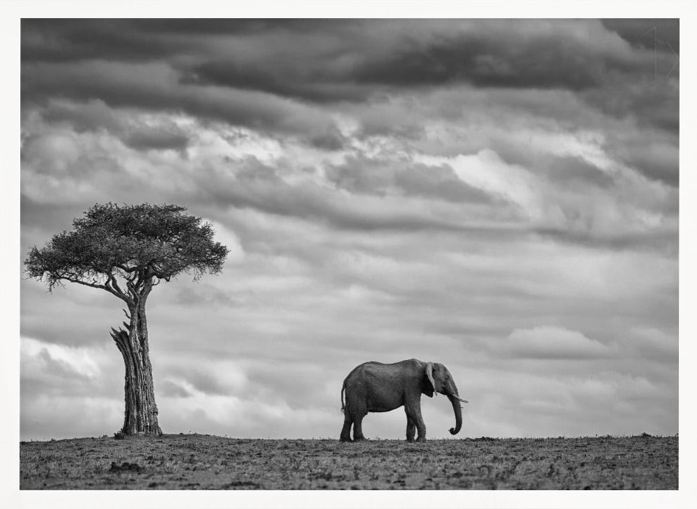 Elephant Landscape Poster