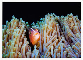 Clownfish Poster