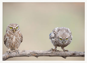 Curiosity of chick Poster