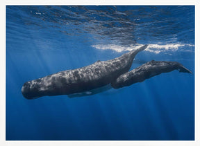 Sperm whale family Poster