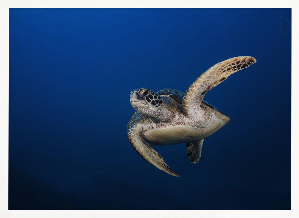 Green Turtle Poster