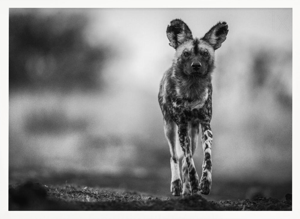 Monochrome Wild Dog Poster