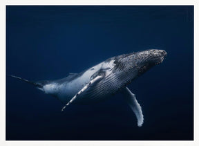 Humpback whale in blue Poster