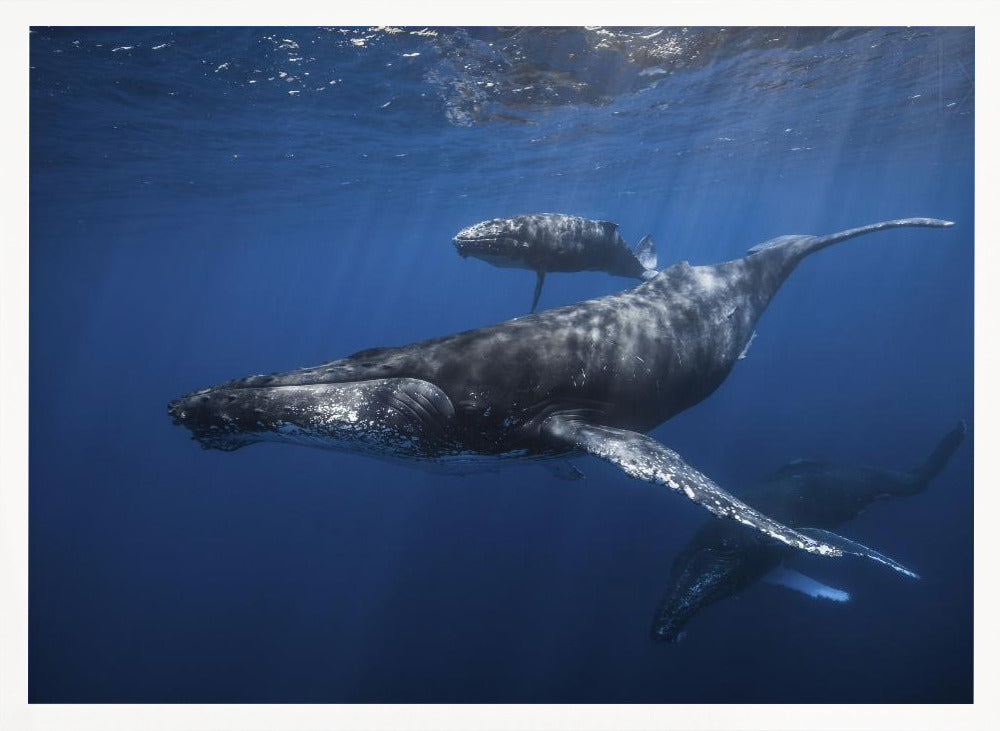 Humpback whale family's Poster