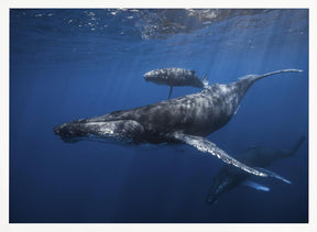 Humpback whale family's Poster