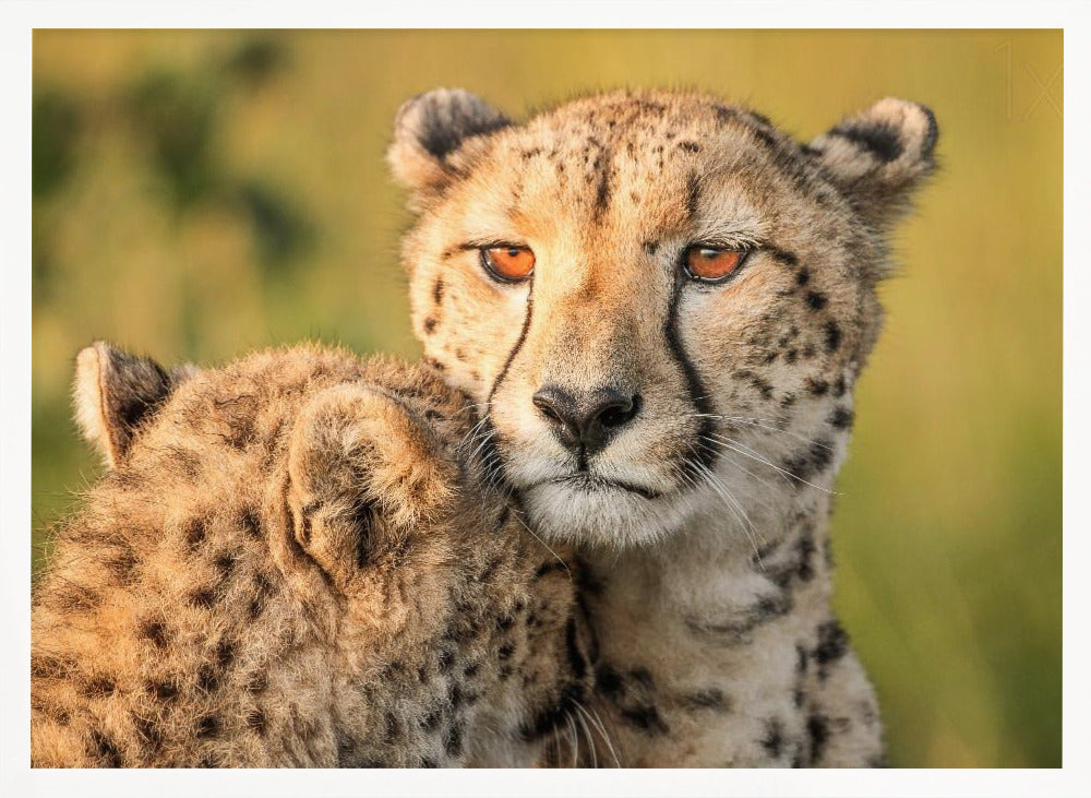 Cheetah eyes Poster