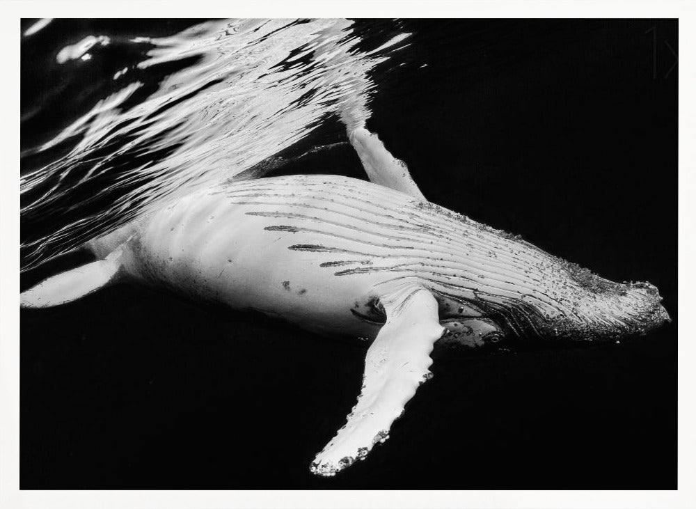 Black &amp; Whale Poster