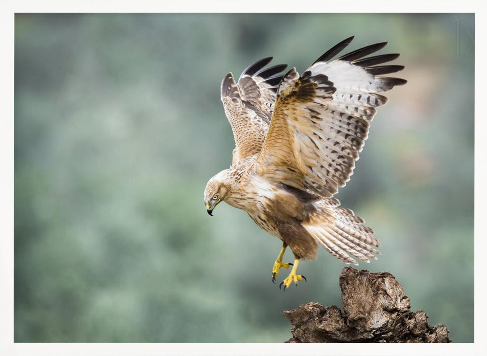 Buteo rufinus Poster