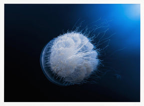 Jellyfish Poster