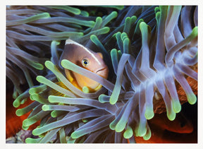 Clownfish Poster