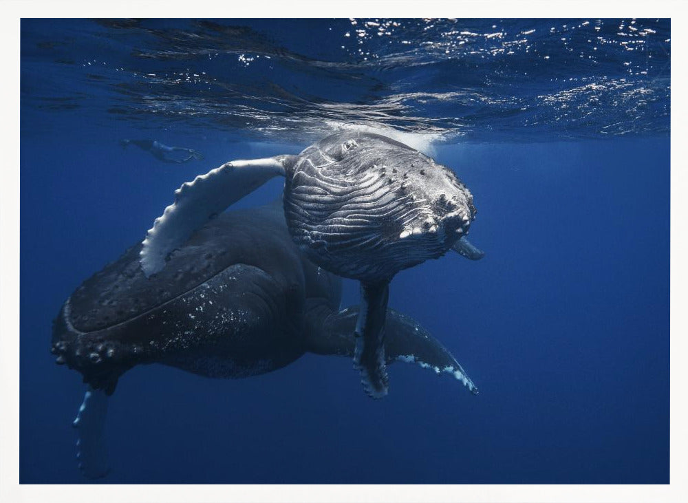 Humpback Whale family Poster