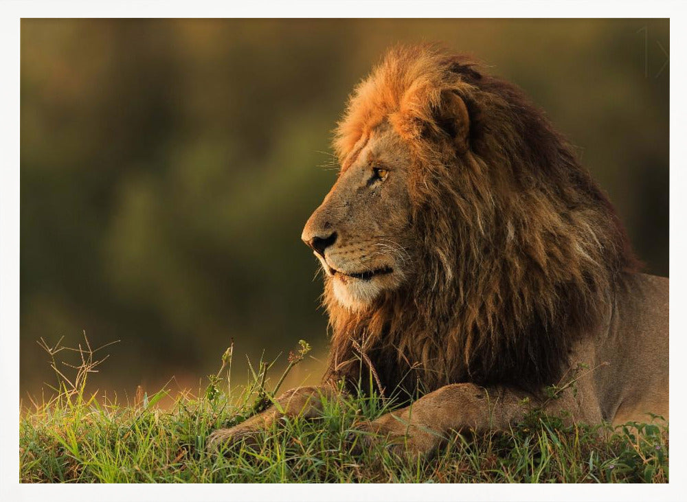 Male lion watching sunrise in Masai Mara Poster