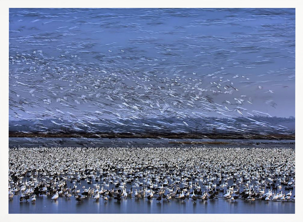 Before Dawn - A Day of Snow Goose Migration Poster