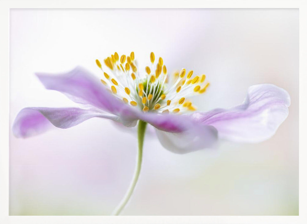 Wood Anemone Poster