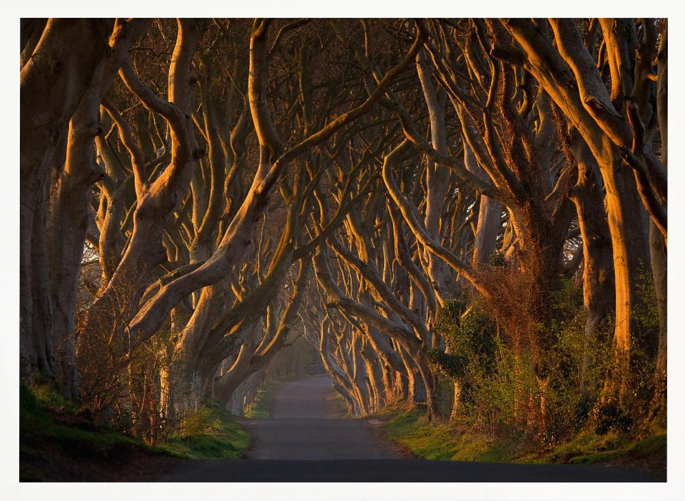 The Dark Hedges in the Morning Sunshine Poster