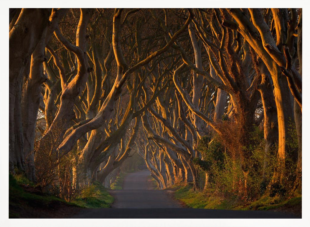 The Dark Hedges in the Morning Sunshine Poster