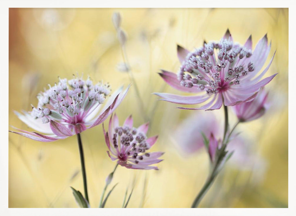 Astrantia Major Poster