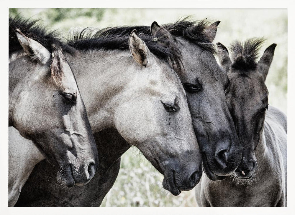 Four Konik Horses Poster