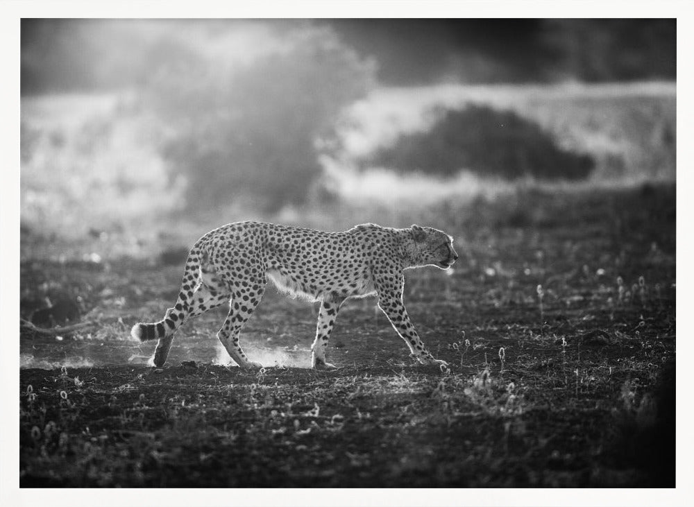 Backlit Cheetah Poster