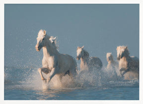 Angels of Camargue Poster