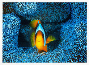 Clownfish in blue anémon Poster