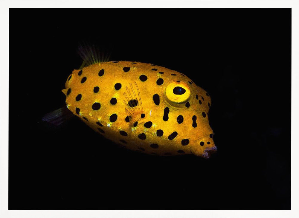 Yellow Boxfish Poster