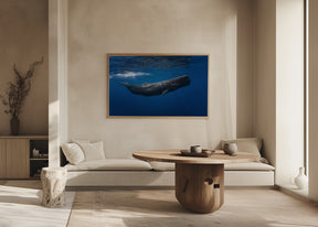 Sperm whale Poster