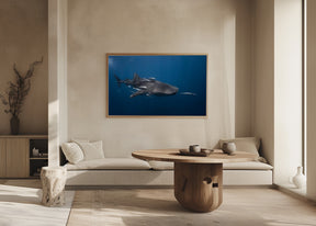 Whale shark Poster