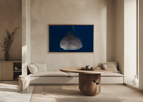 Whale Shark Poster